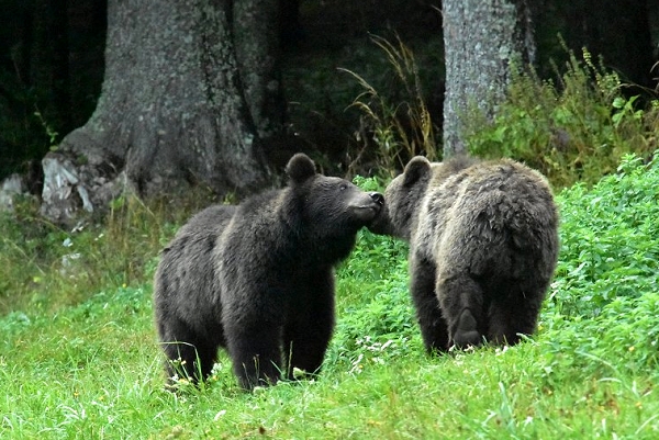 BRAUNBÄR – KÖNIG DER WÄLDER