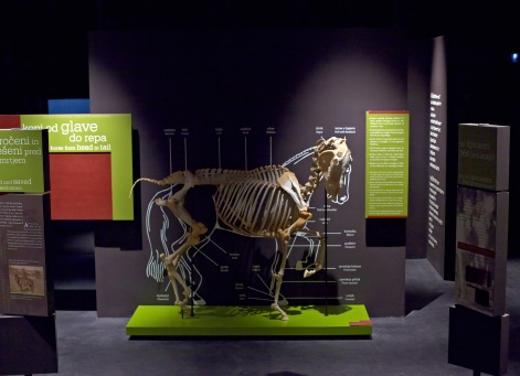 Muzej Lipikum v kobilarni Lipica