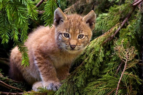 GESCHICHTE ÜBER DEN LUCHS